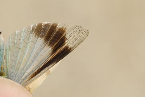 Oedipoda charpentieri